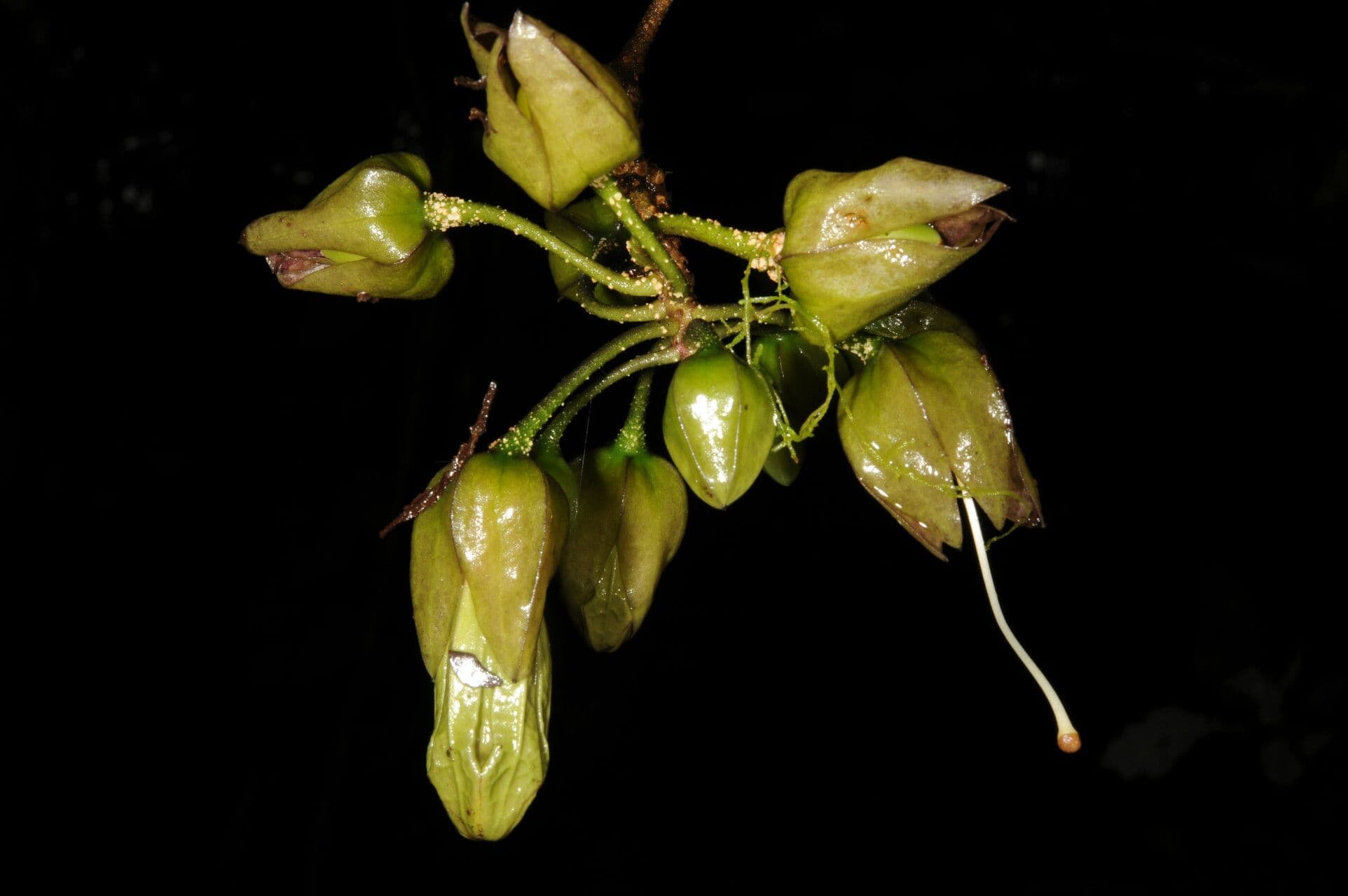 Merinthopodium