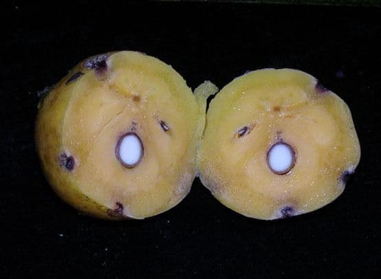 Garcinia 3