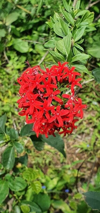 Rhodopentas 3
