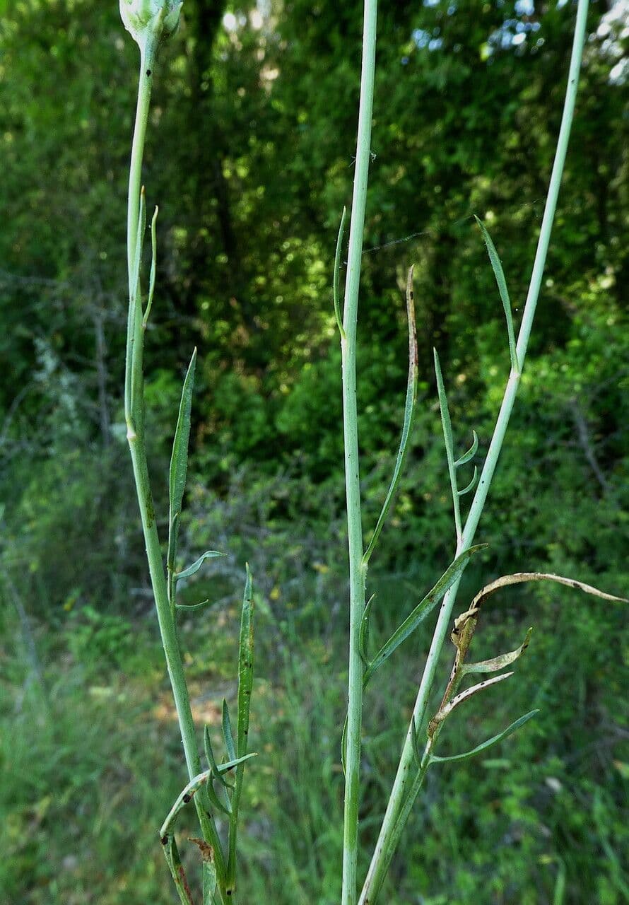 Säbel-Kratzdistel 25