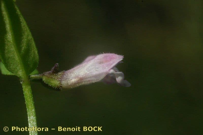 Scutellaria minore