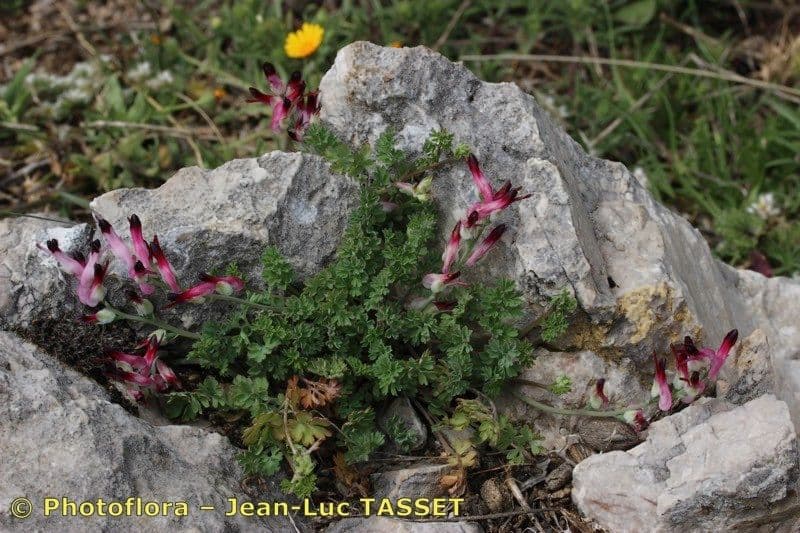 Fumaria macrosepala 12