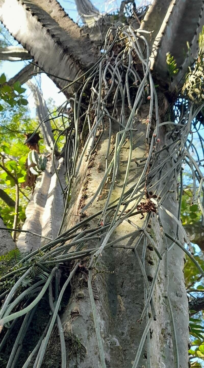 Rhipsalis 8