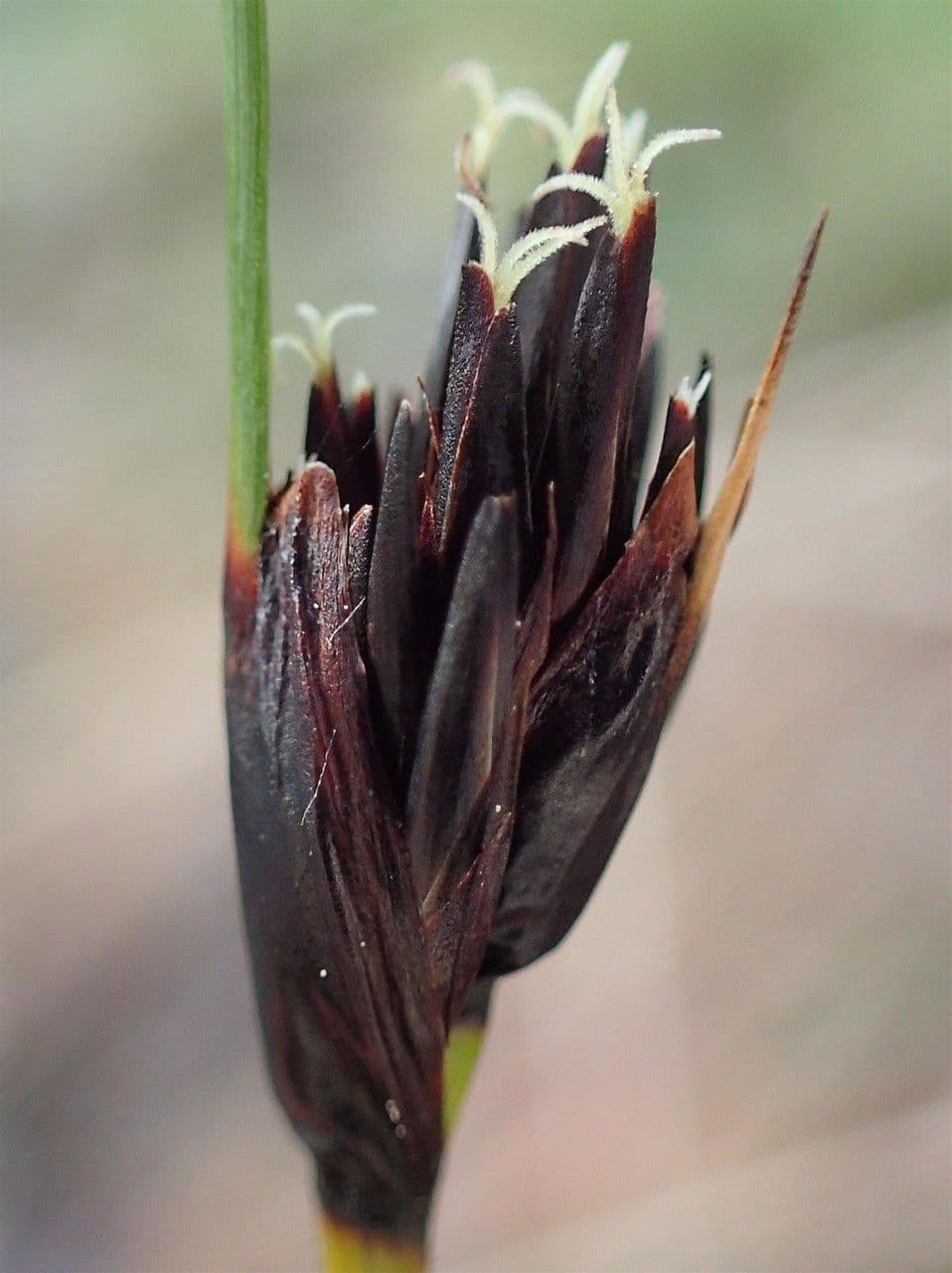 Giunco nero