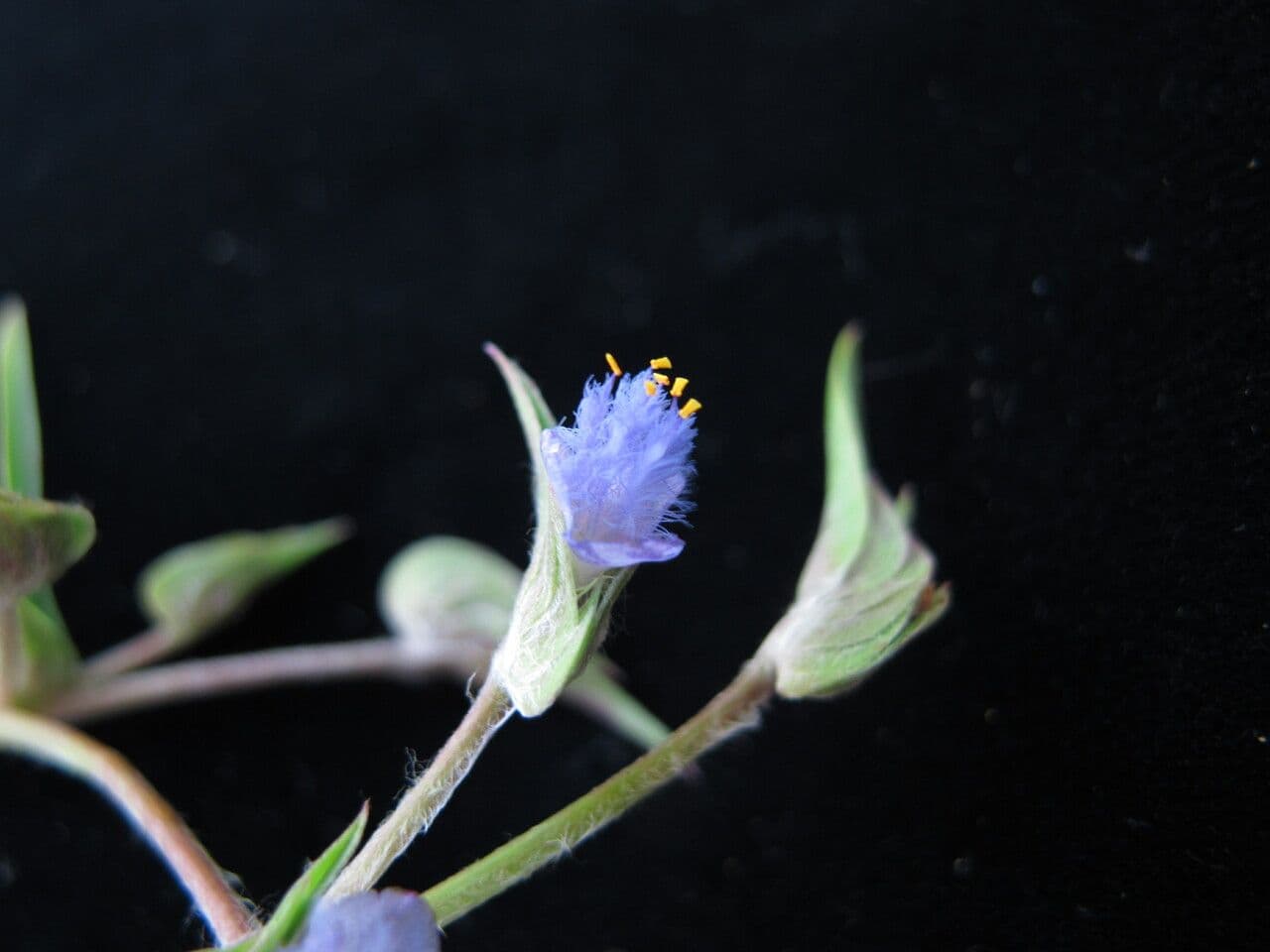 Cyanotis vaga 8