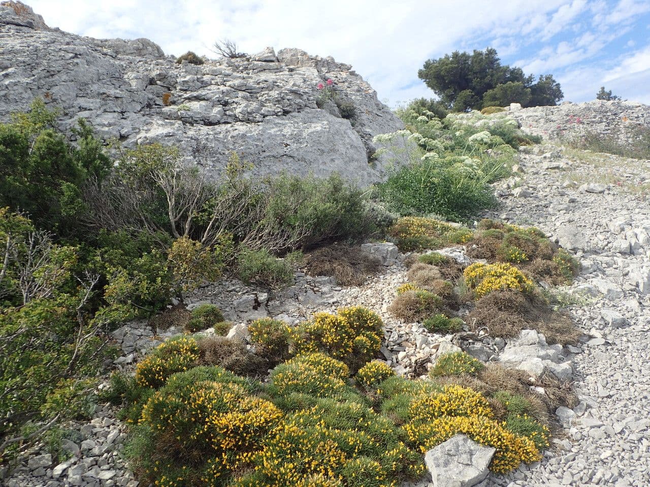 Gorse 6