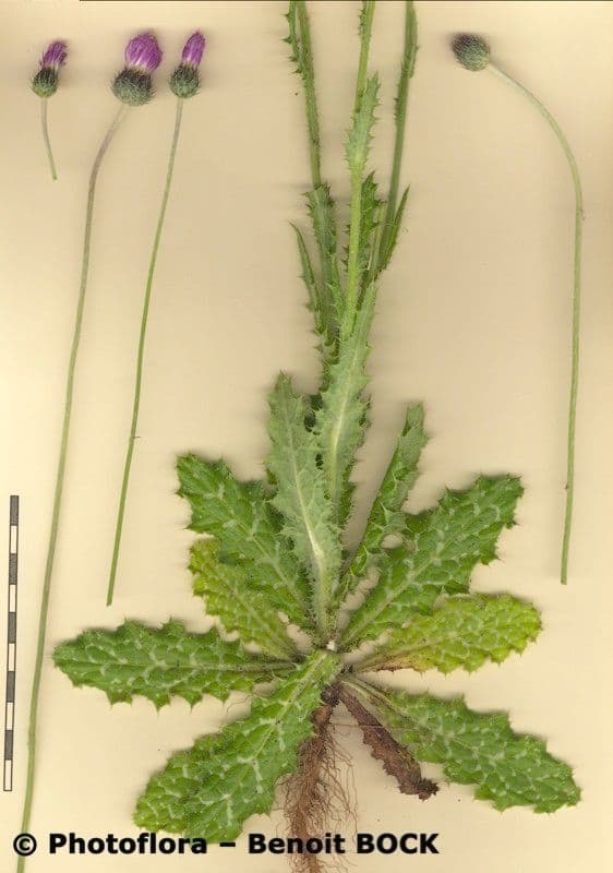 Weißgefleckte Distel 29