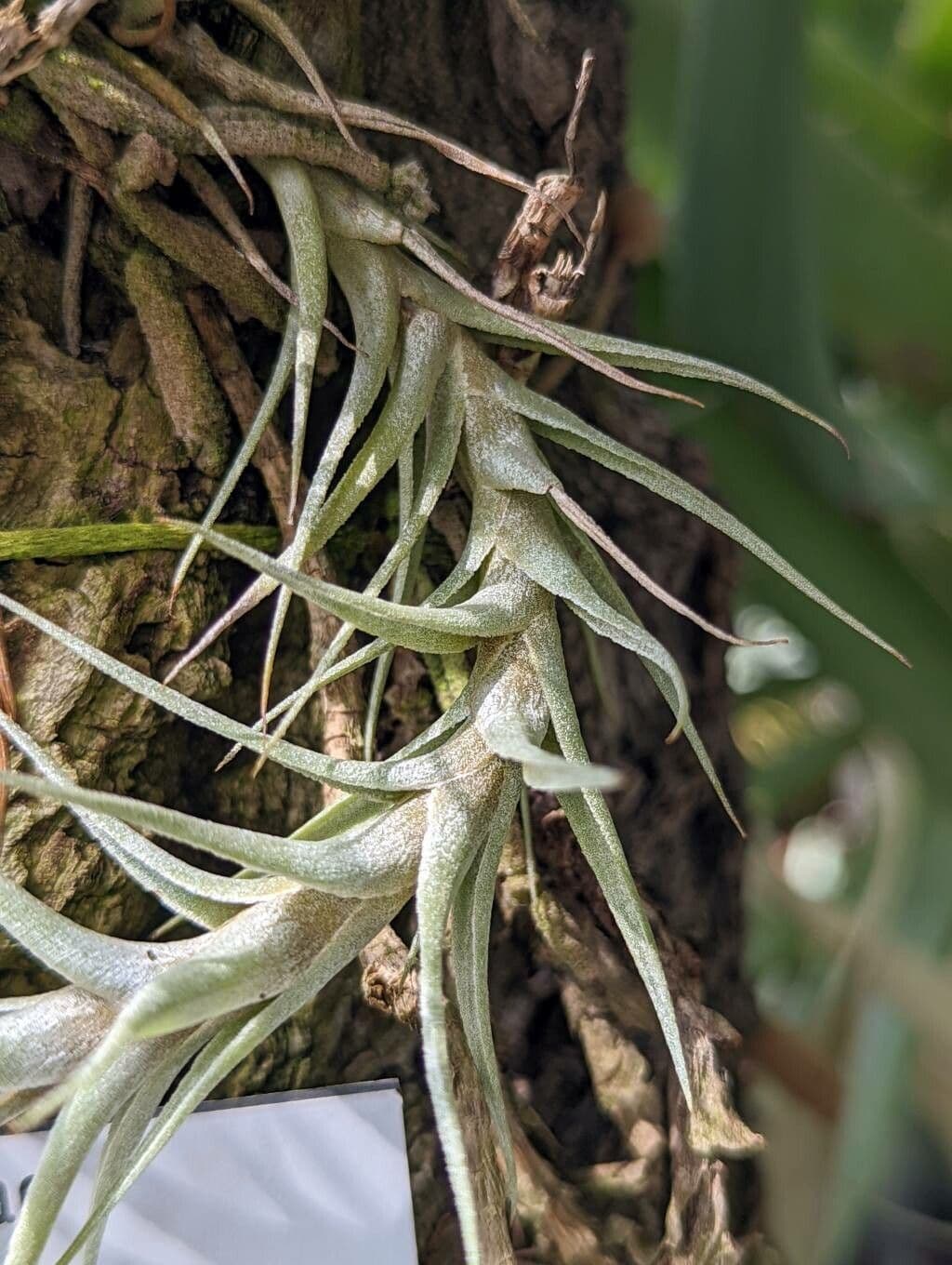 Tillandsia nana 4