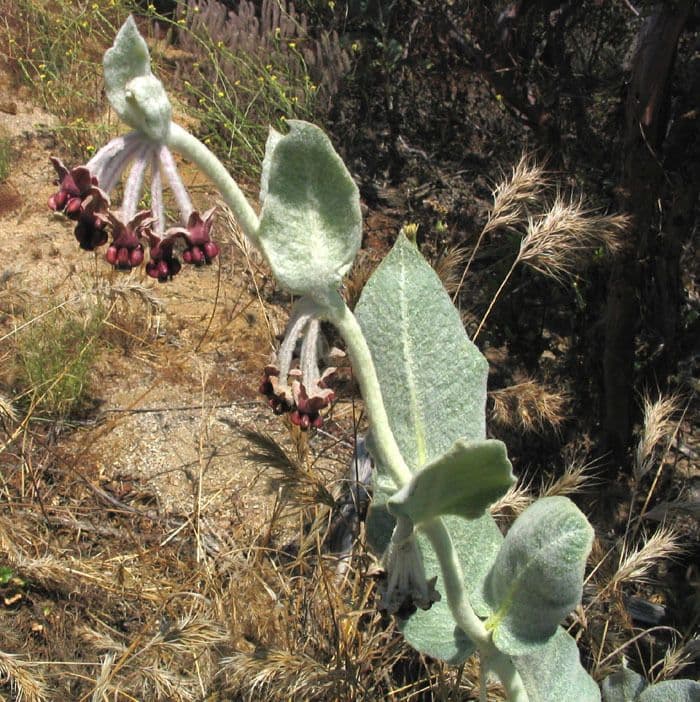 Asclepiade della California 10