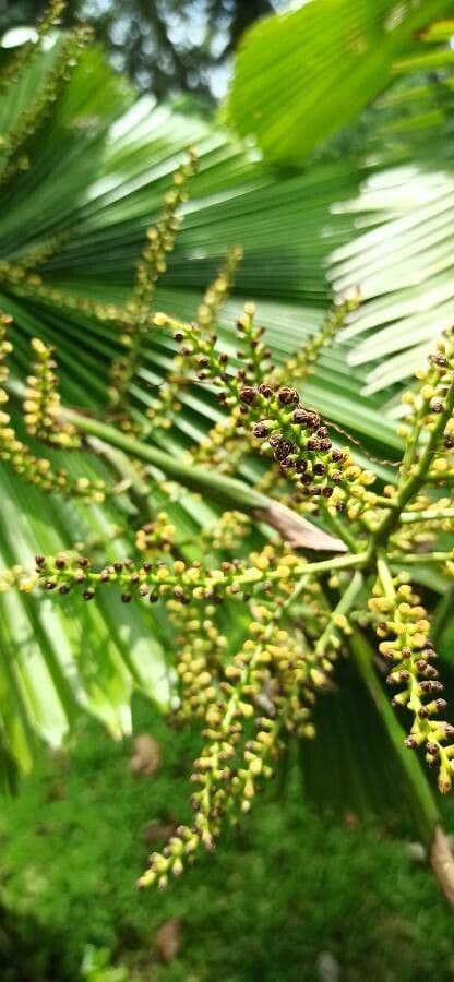 Palma a ventaglio di Vanuatu 6
