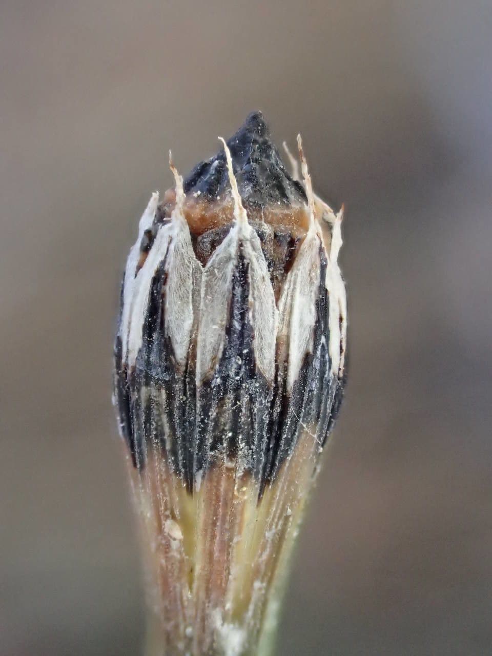 Equiseto variegato