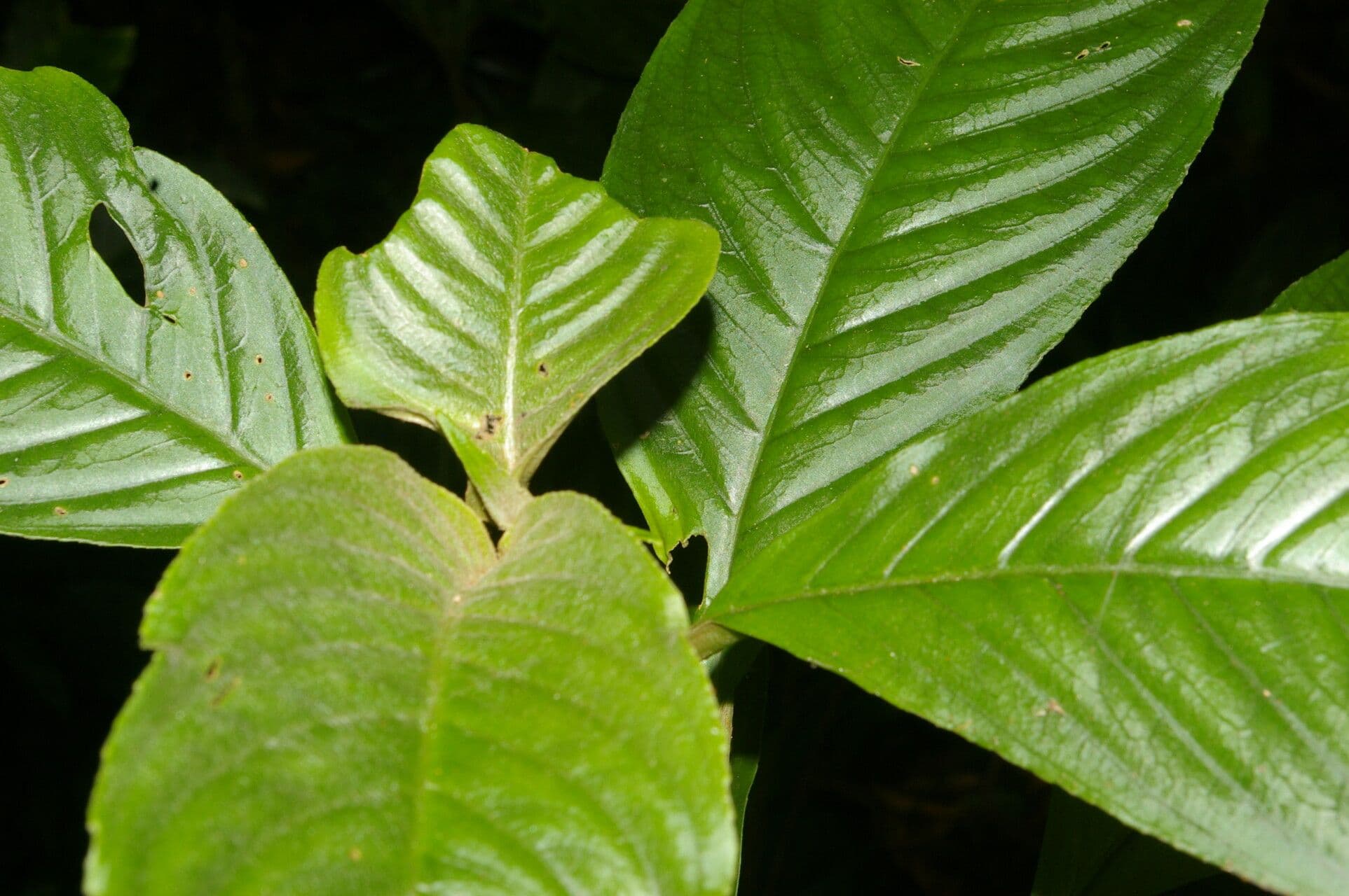 Besleria 9