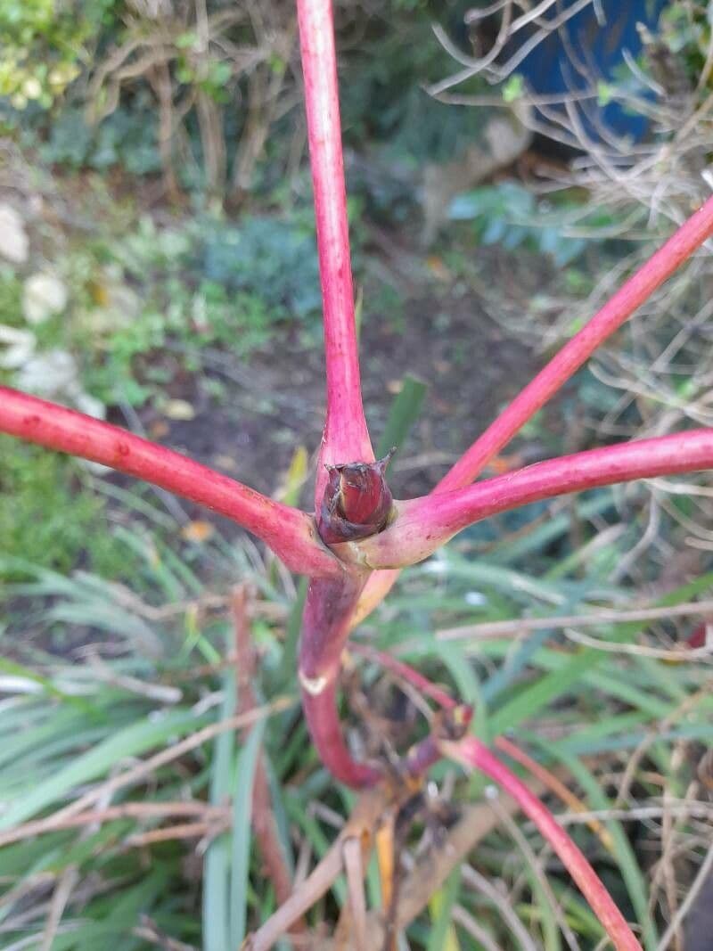 Peonia 21