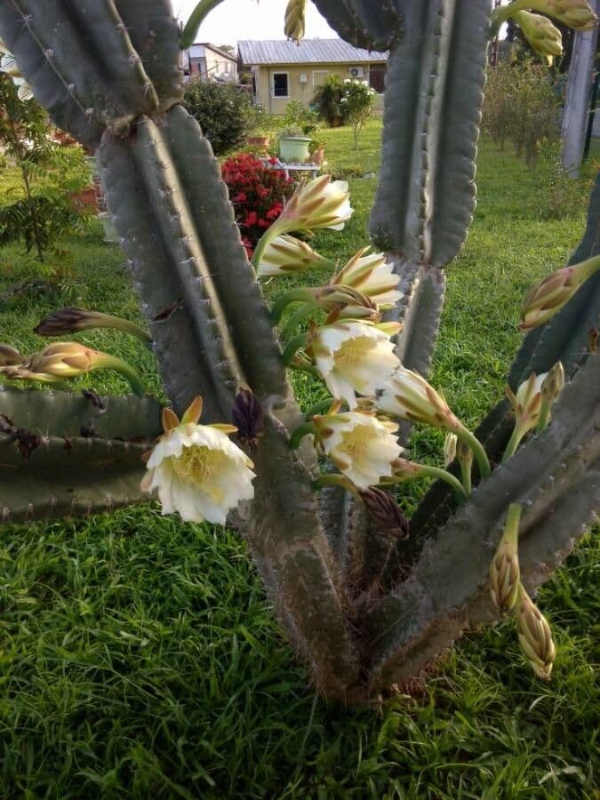 Cactus 9