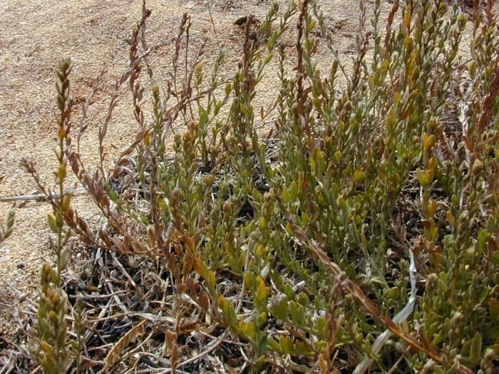 Cressa truxillensis 11