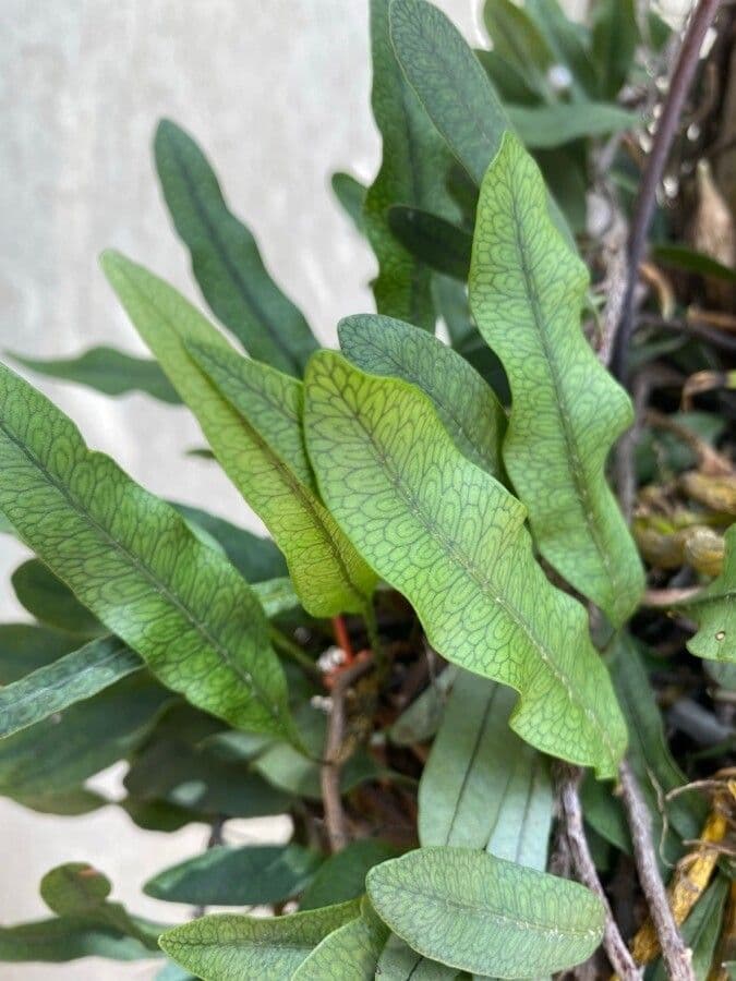 Mikrogramma 8