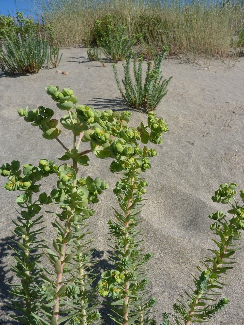 Strand-Wolfsmilch 29
