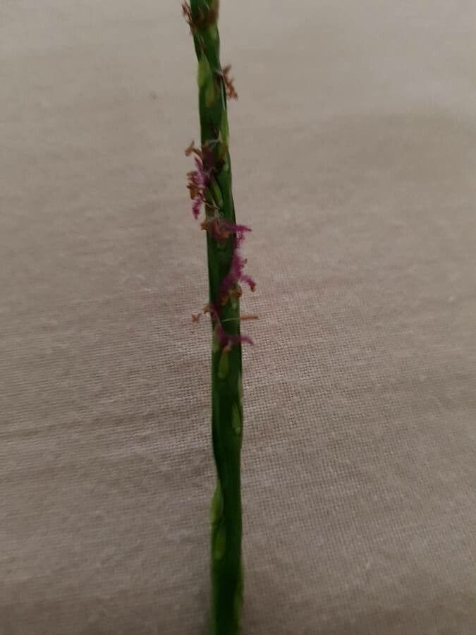 Erba pimento 10