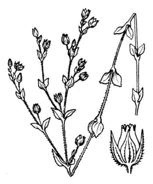 Quendel-Sandkraut 29