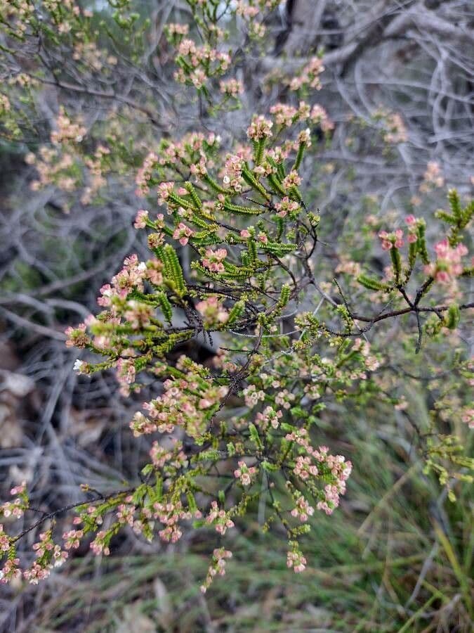 Micromyrtus 2