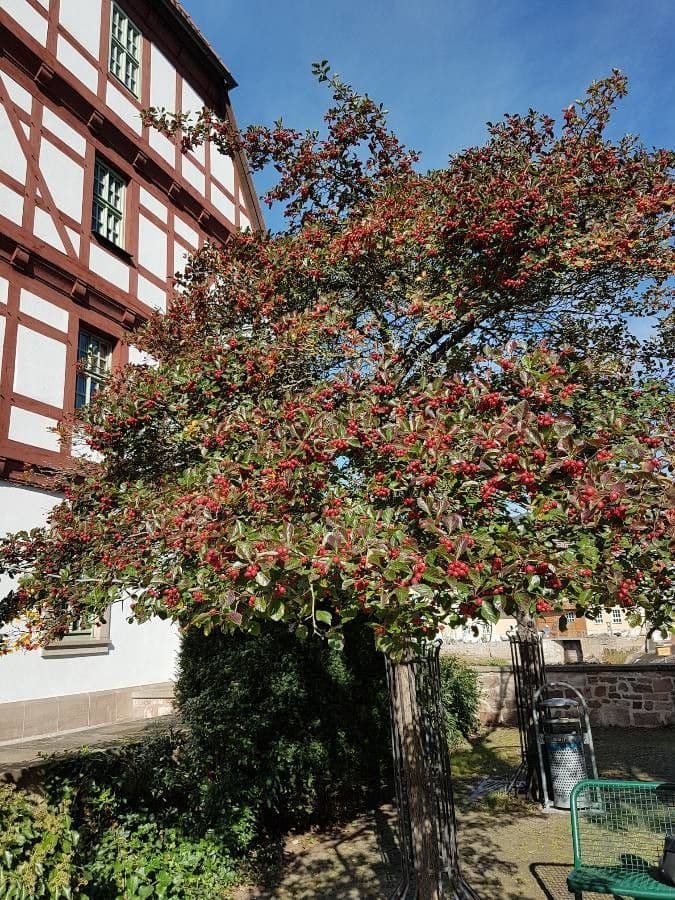 Hagedorn 12