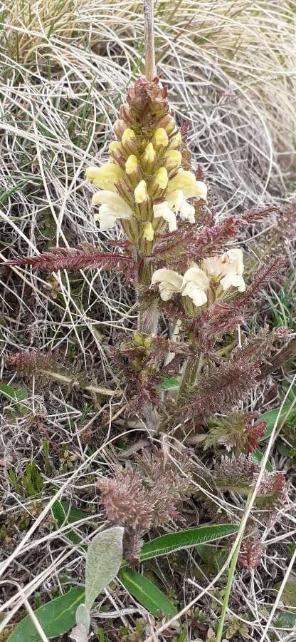Pedicularis comosa 5