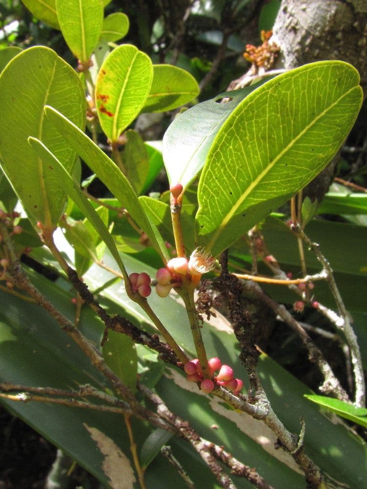 Syzygium 3