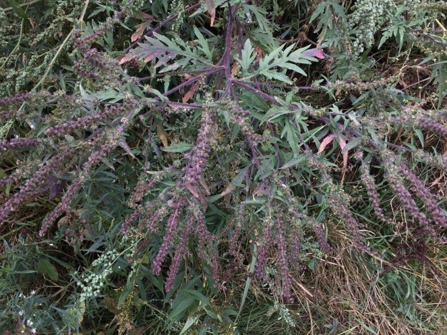 Ambrózia palinolistá