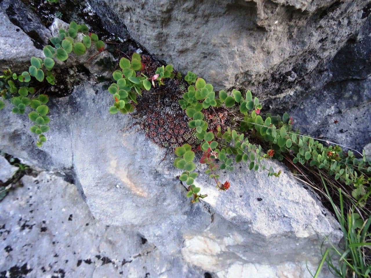 Hundskamille 11