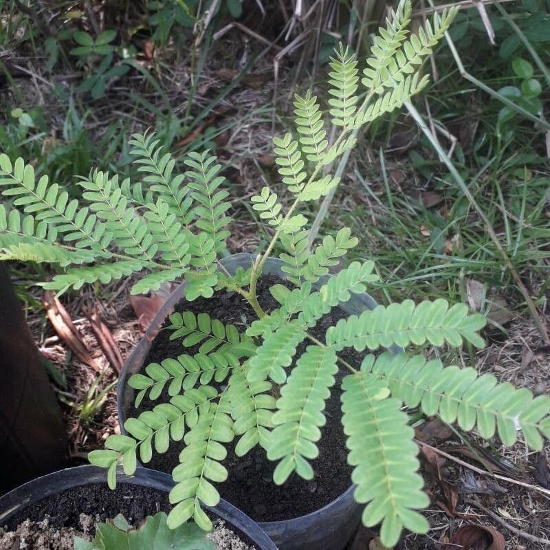 Cesalpinia