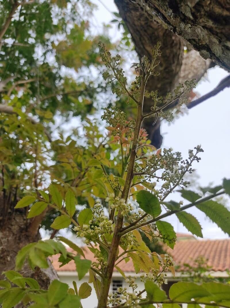 Brazilian peppertree 8