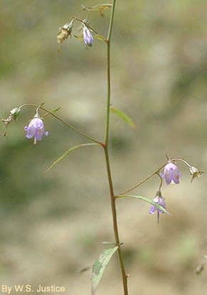 Campanula 11