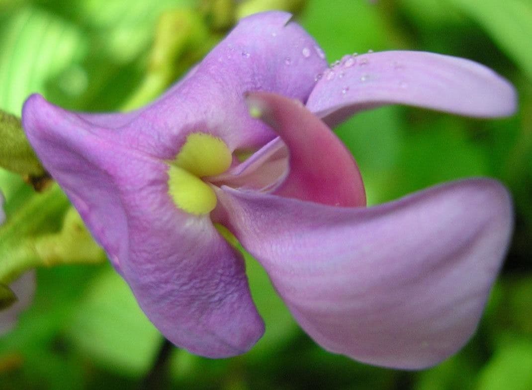 Macropsychanthus 9