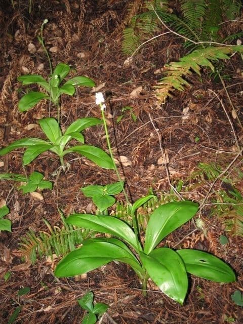Klintonia 13