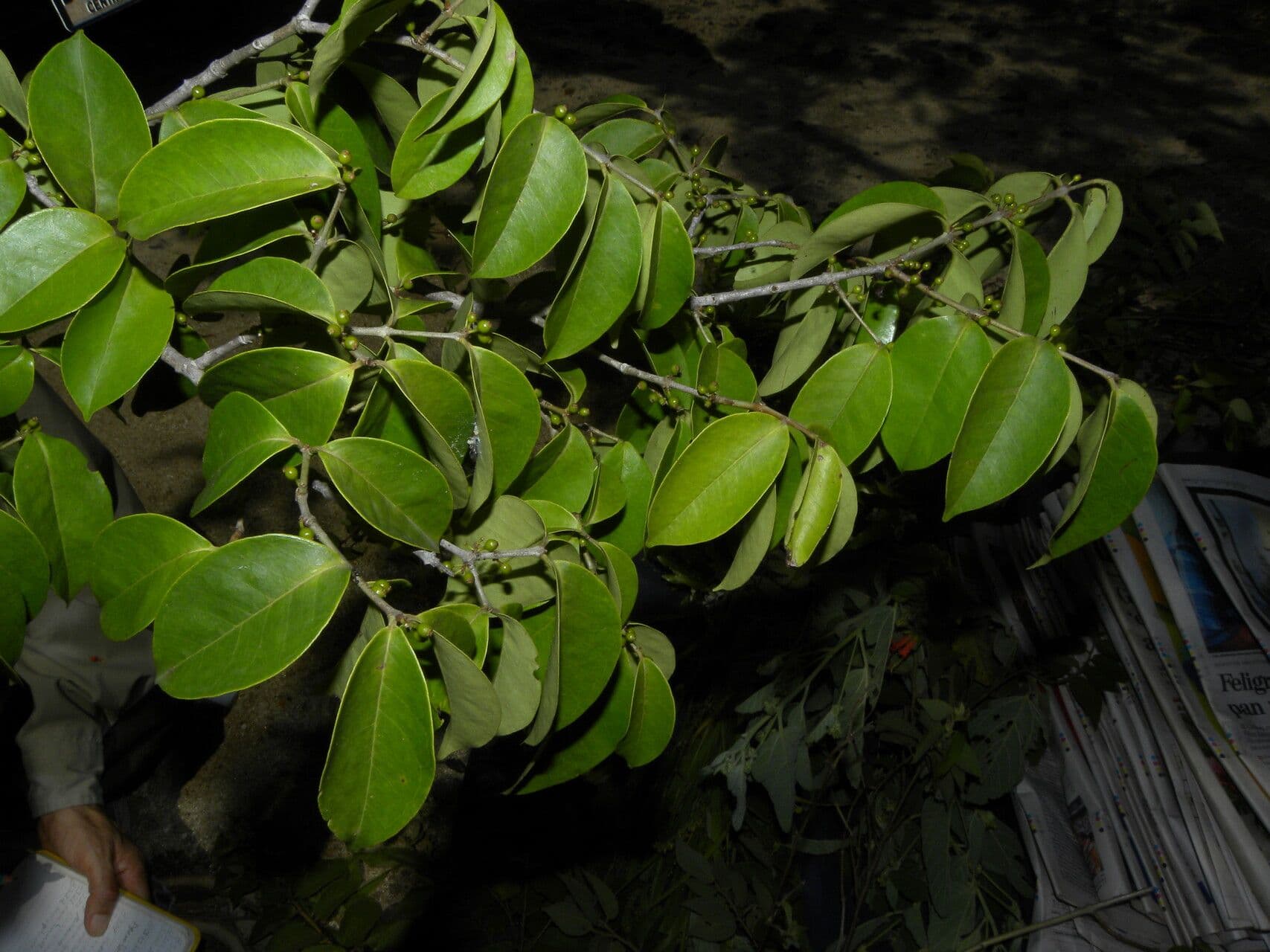 Eugenia 2