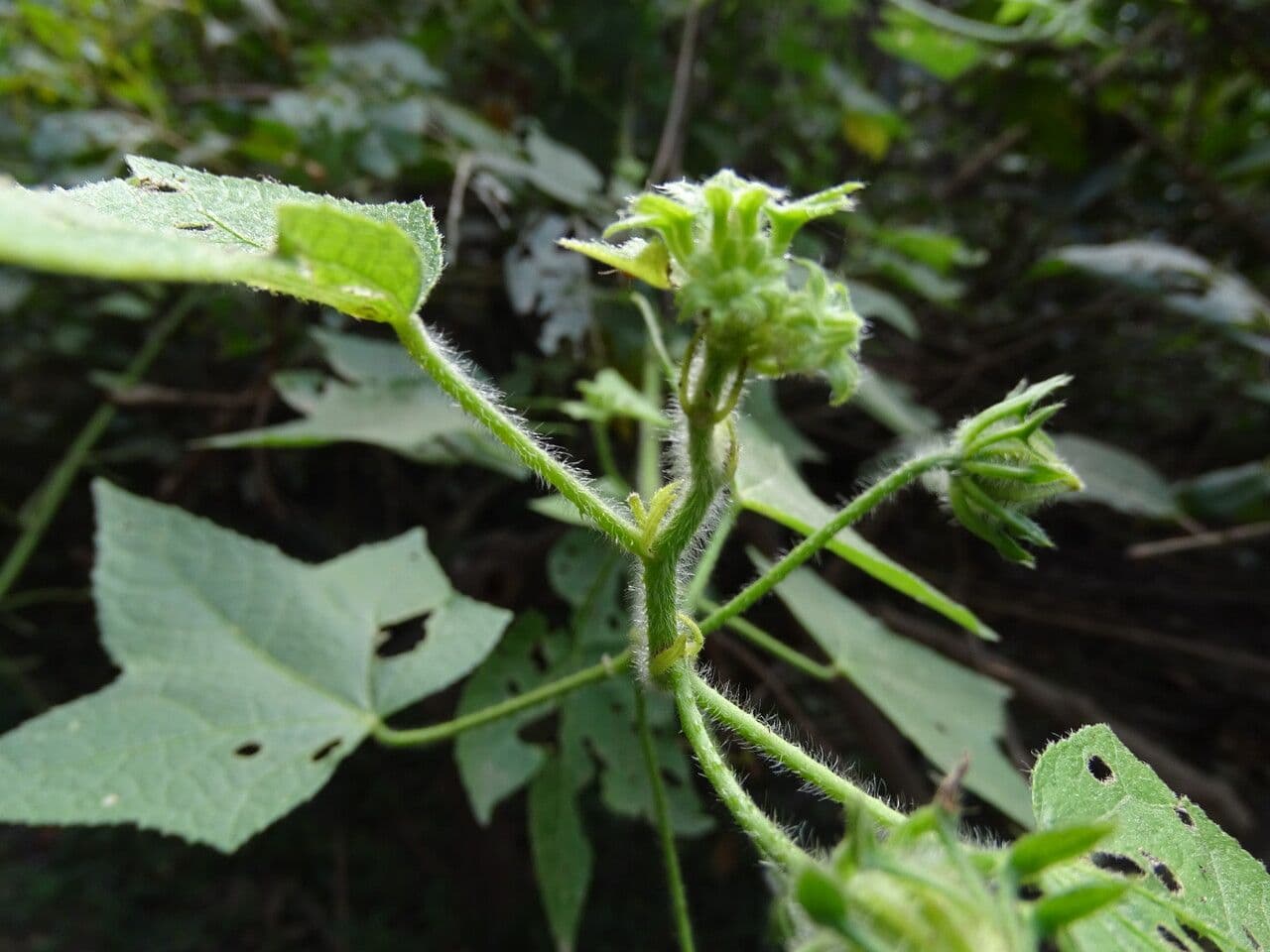 Hibiscus 4