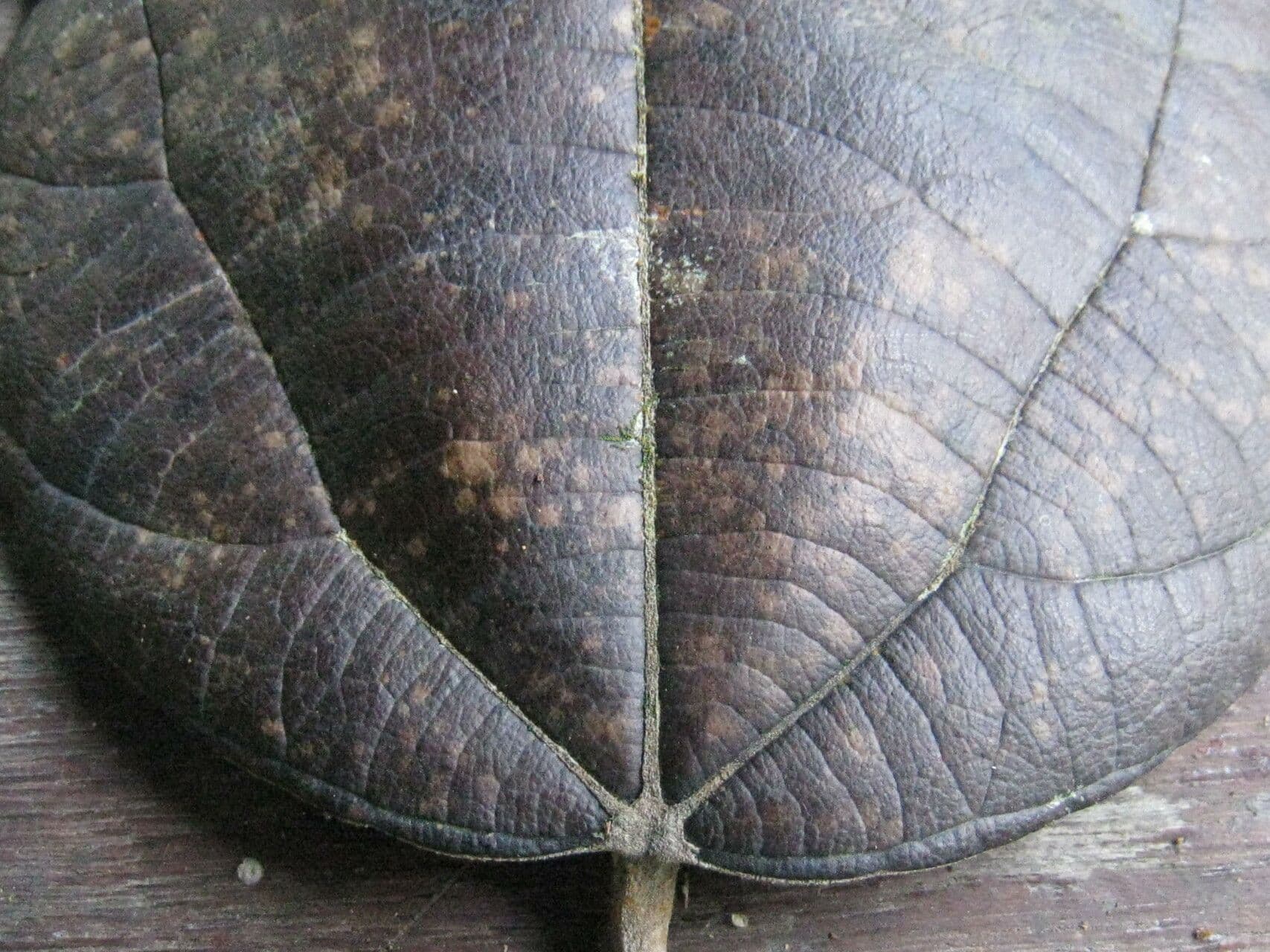 Abuta 2