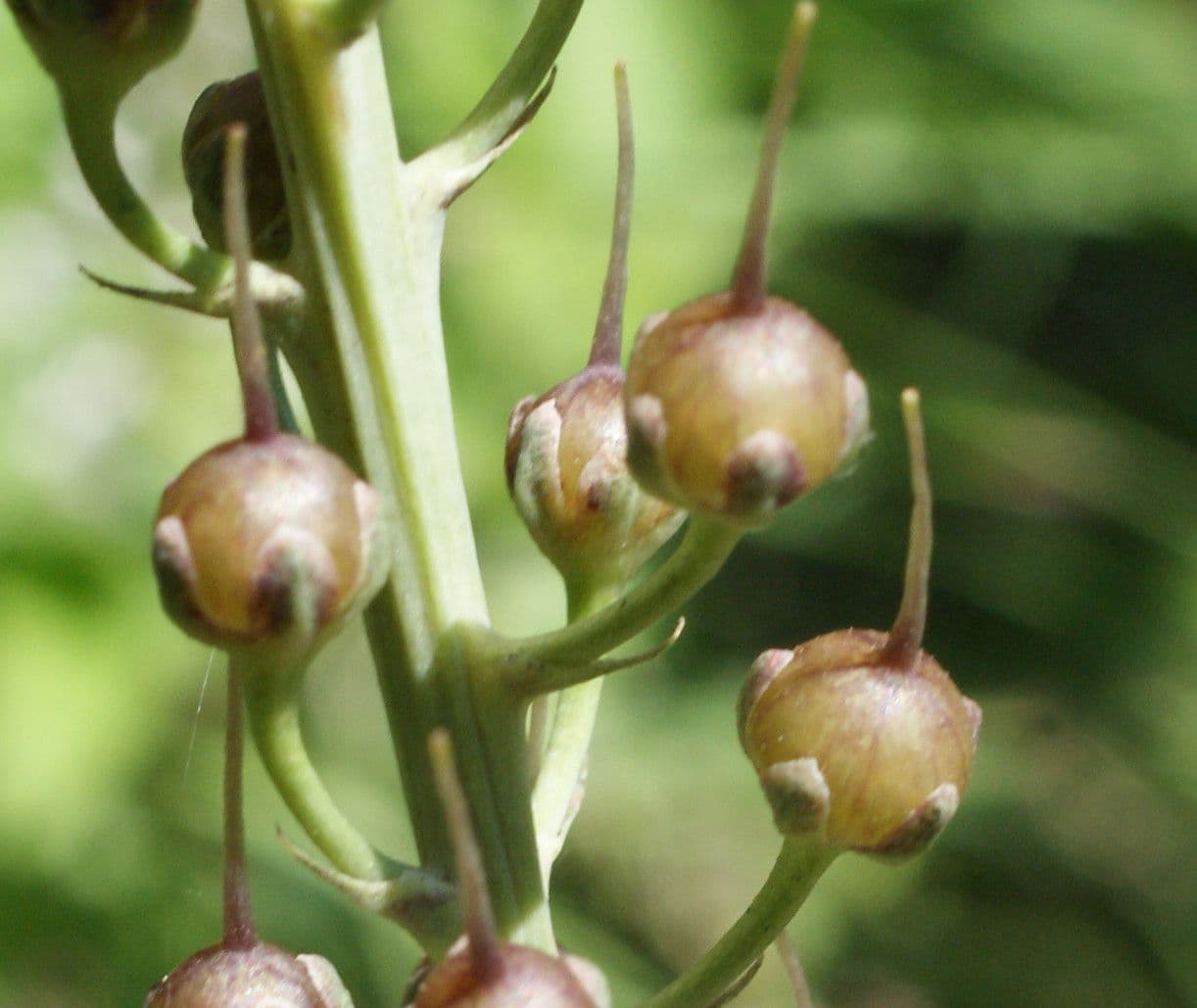 Erba lucciola 5