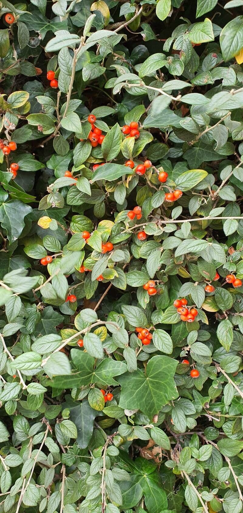 Cotoneaster di Franchet 2