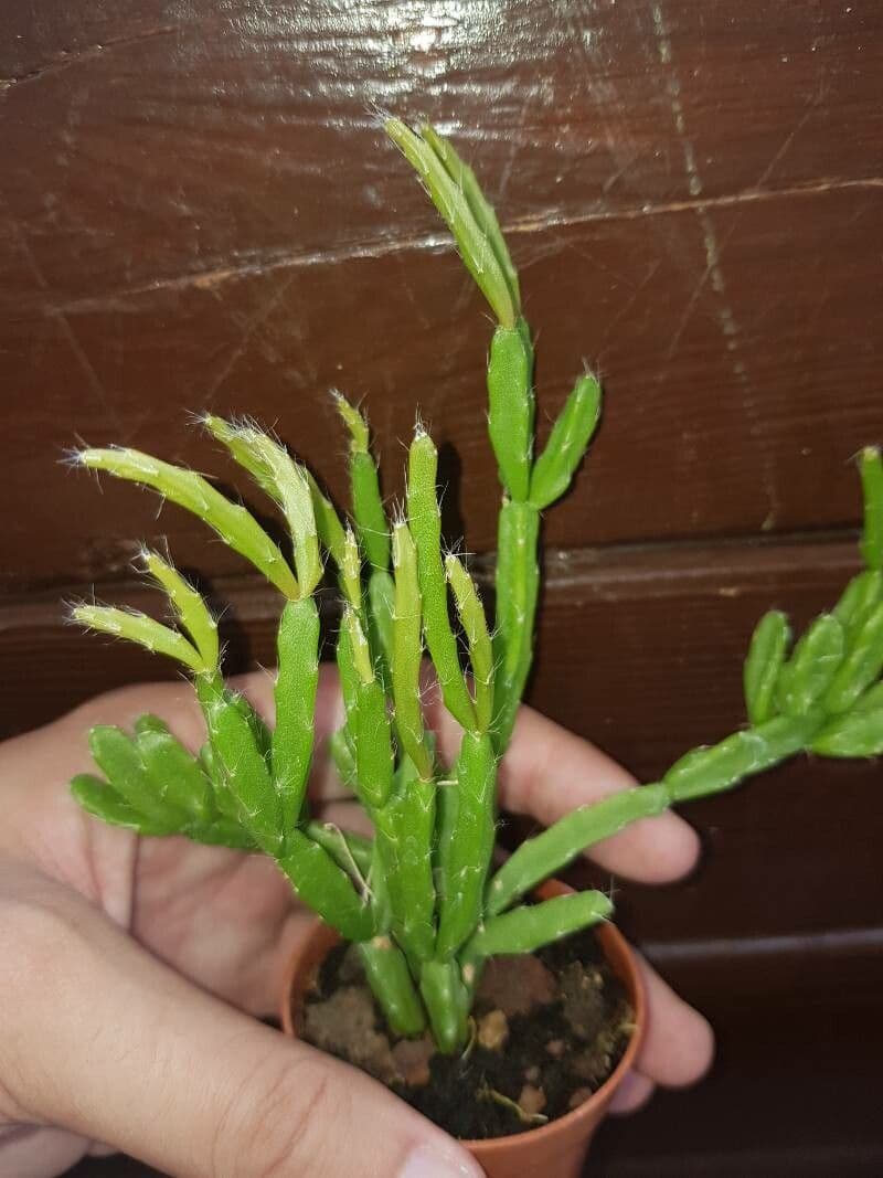 Rhipsalis micrantha 11