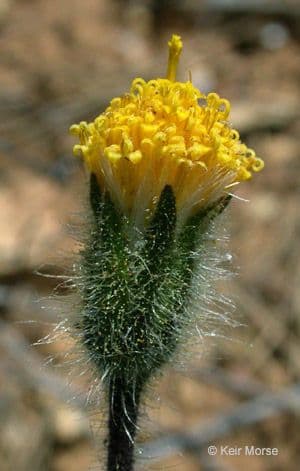 Arnica spatolata