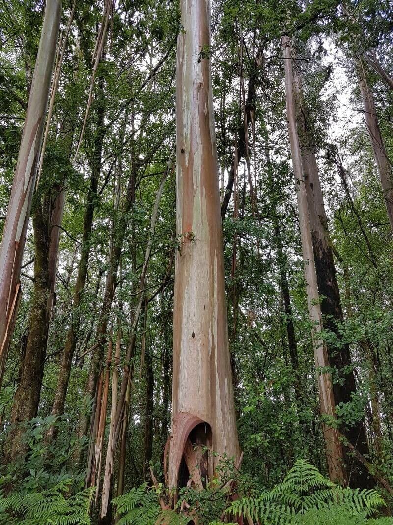 Königs-Eukalyptus 2