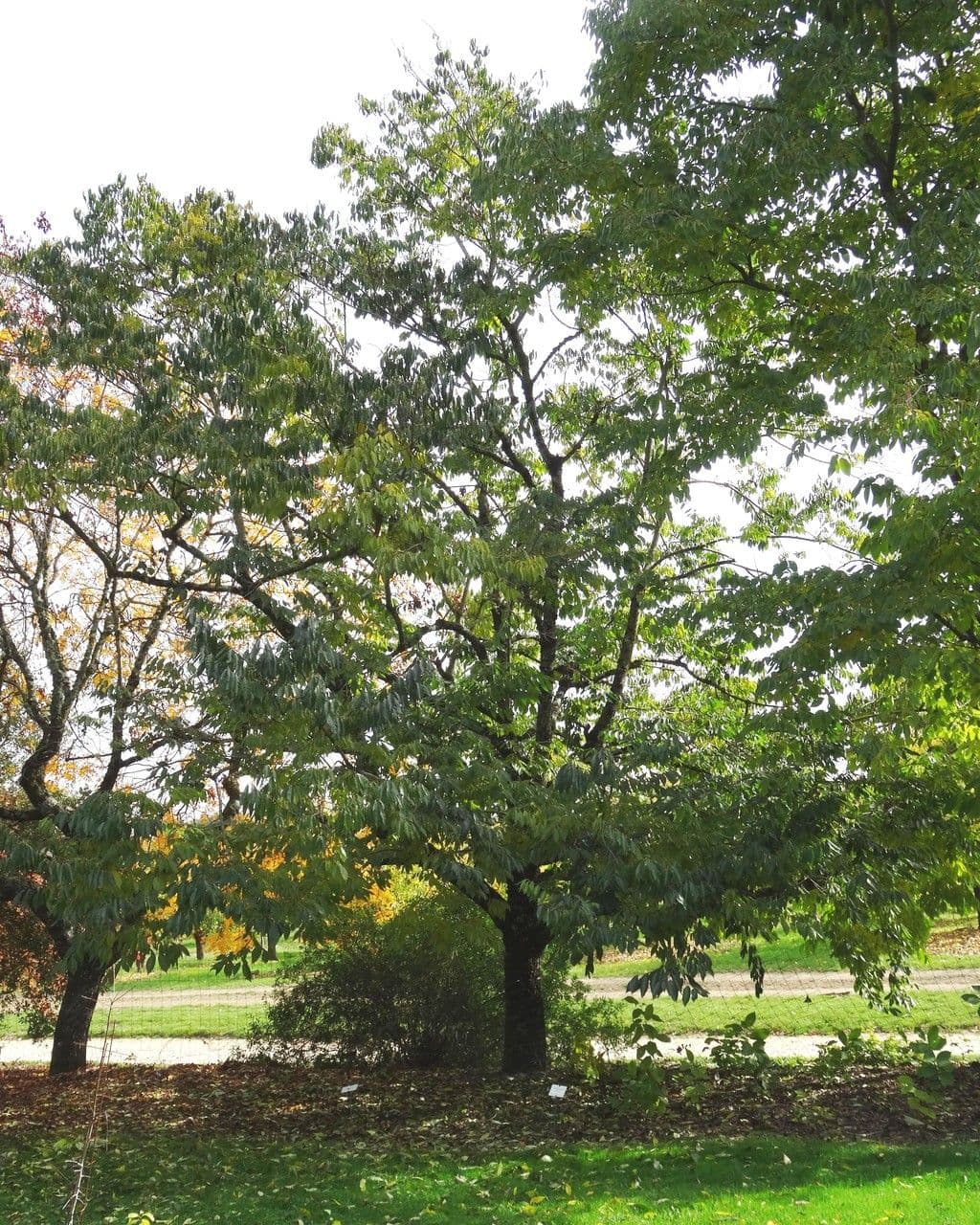 Diospyros 14