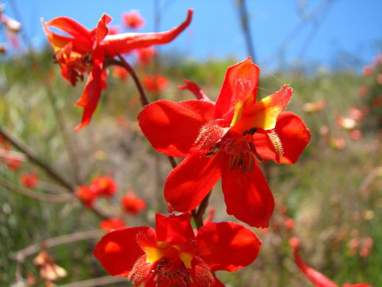 Delphinium cardinale 4