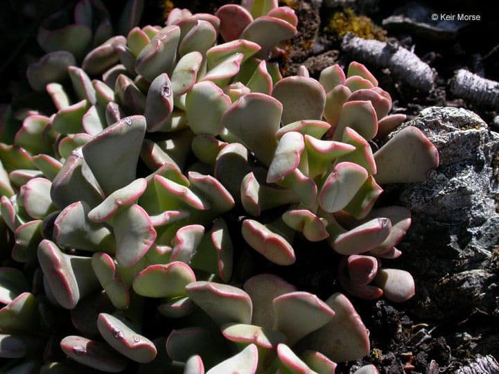 Sedum 6
