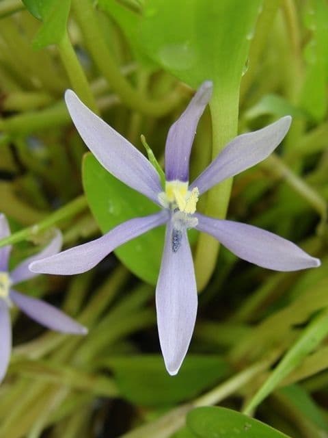 Blauer Schlammpflanze 5