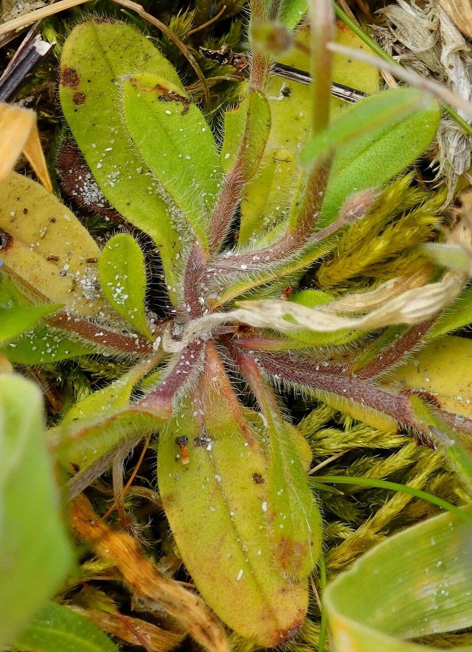 Miosotide ramosissima 17