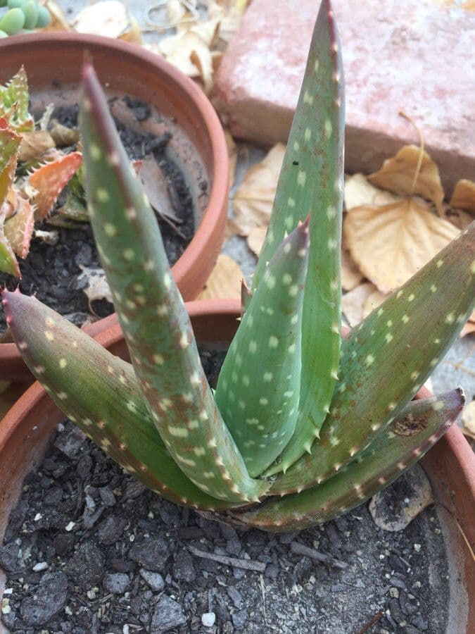 Aloe 3