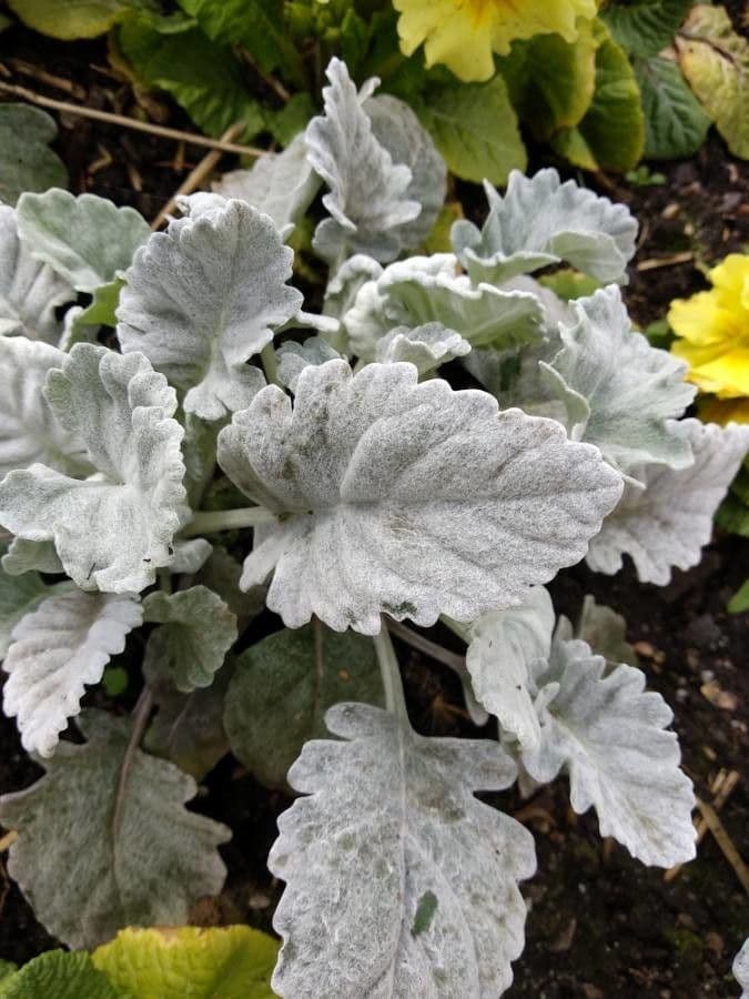 Salvia argentea 14