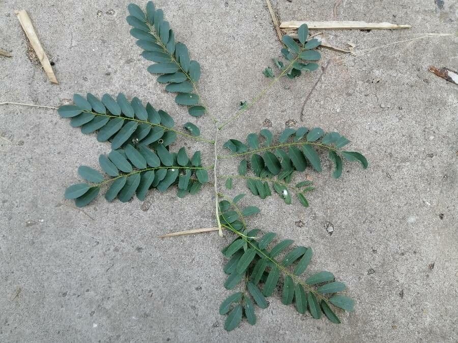 Myrospermum 3